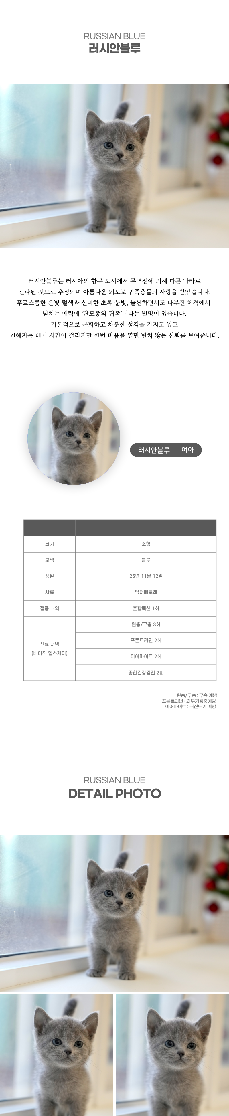 러시안블루_상세이미지_2